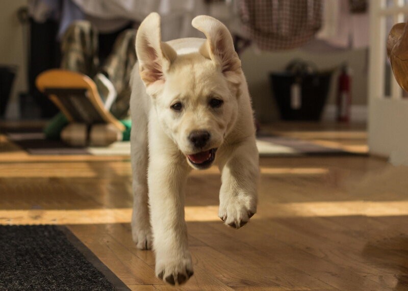 Yellow Lab Puppy — Brown, Playful, Afternoon