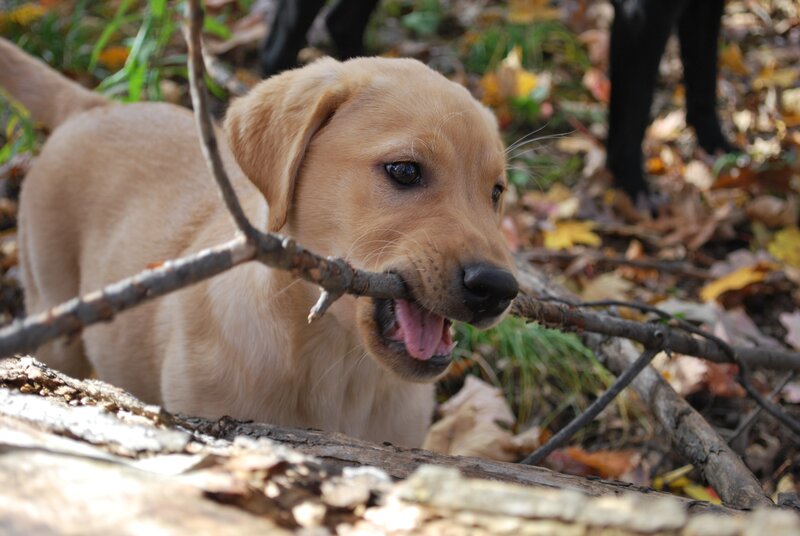 Yellow Lab Puppy — Brown, Playful