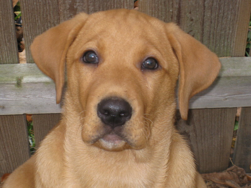 Yellow Lab Puppy — Brown