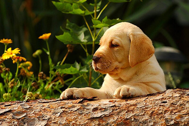 Yellow Lab Puppy — Calm, Afternoon, Photograph, Log