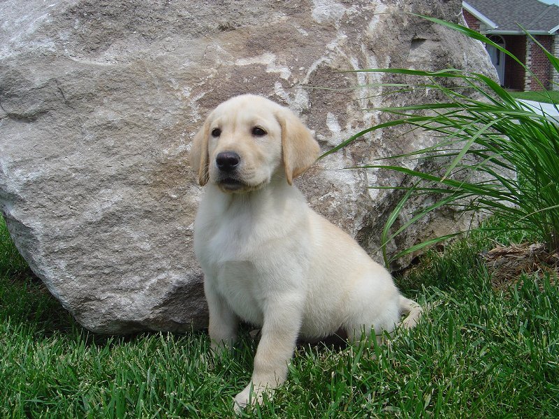 Yellow Lab Puppy — Calm, Afternoon, Photograph