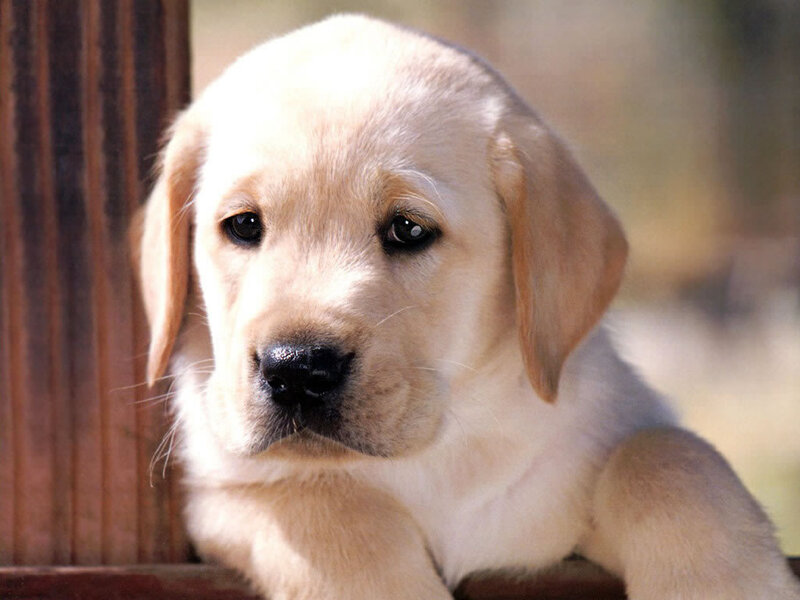 Yellow Lab Puppy — Calm, Afternoon