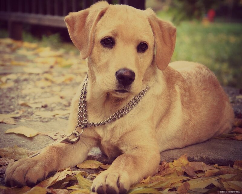Yellow Lab Puppy — Calm, Autumn