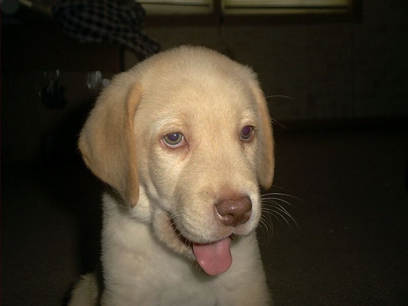 Yellow Lab Puppy — Calm, Night