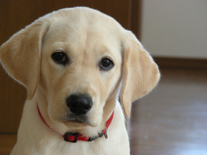 Yellow Lab Puppy — Calm, Photograph, Collar