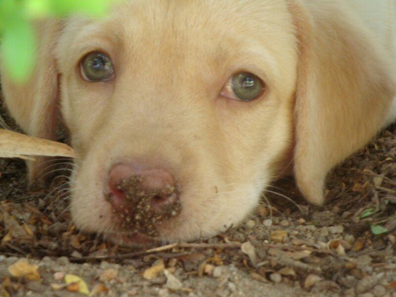 Yellow Lab Puppy — Calm, Photograph, Dirt