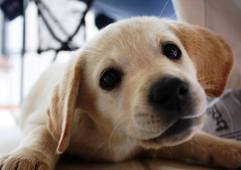 Yellow Lab Puppy — Calm, Photograph, Dog