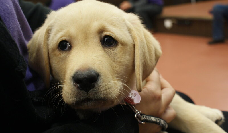 Yellow Lab Puppy — Calm, Photograph, Person