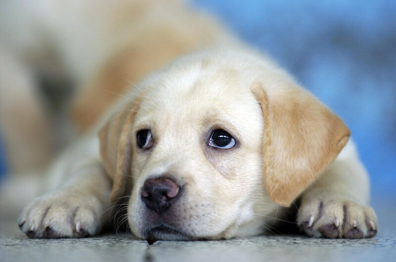 Yellow Lab Puppy — Calm, Photograph