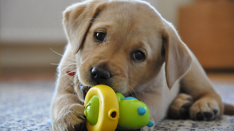Yellow Lab Puppy — Calm, Photograph, Toy