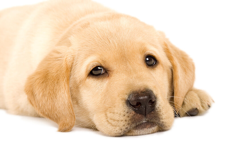 Yellow Lab Puppy — Calm, Photograph, White Background