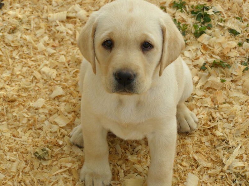 Yellow Lab Puppy — Calm, Photograph, Wood Chips