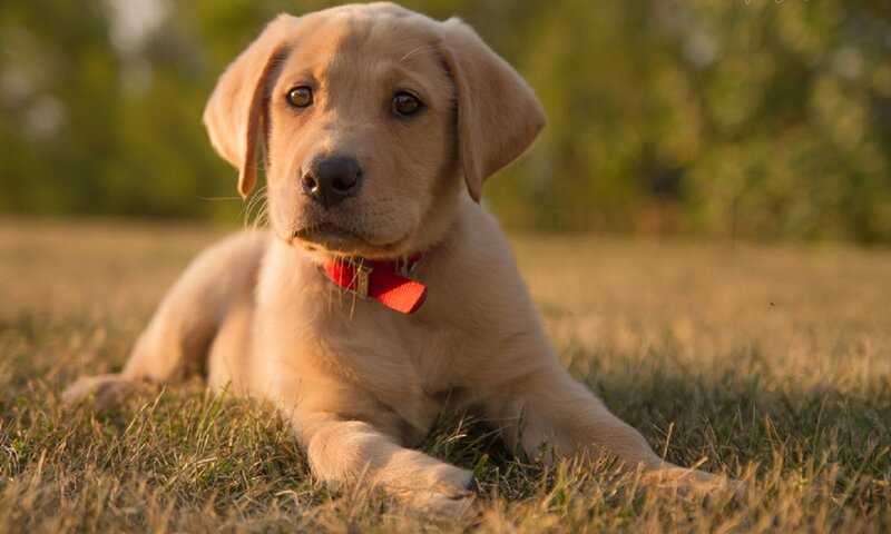 Yellow Lab Puppy — Calm, Sunset, Photograph, Grass