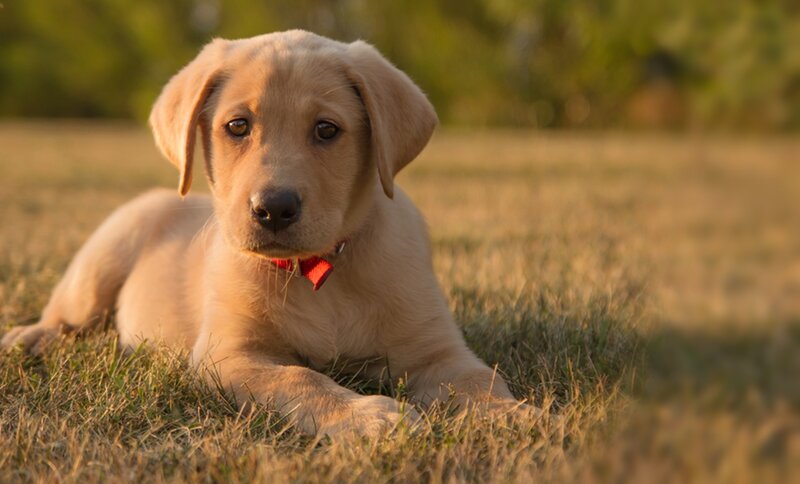 Yellow Lab Puppy — Calm, Sunset, Photograph