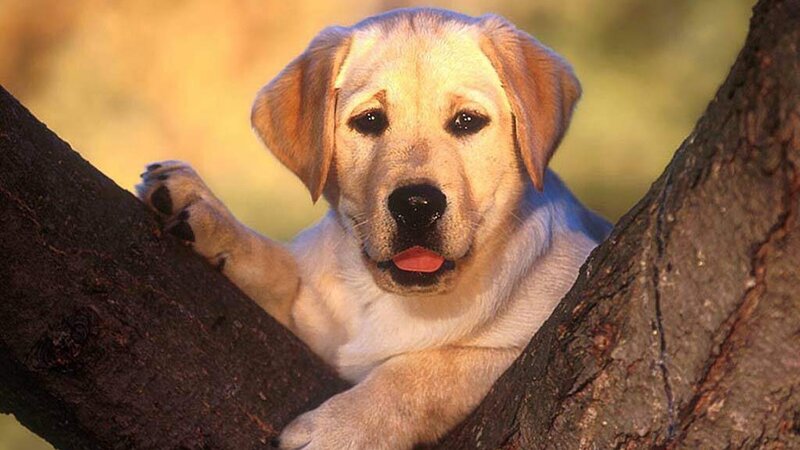 Yellow Lab Puppy — Calm, Sunset