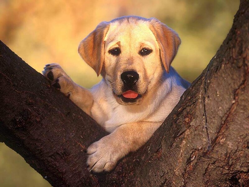 Yellow Lab Puppy — Calm