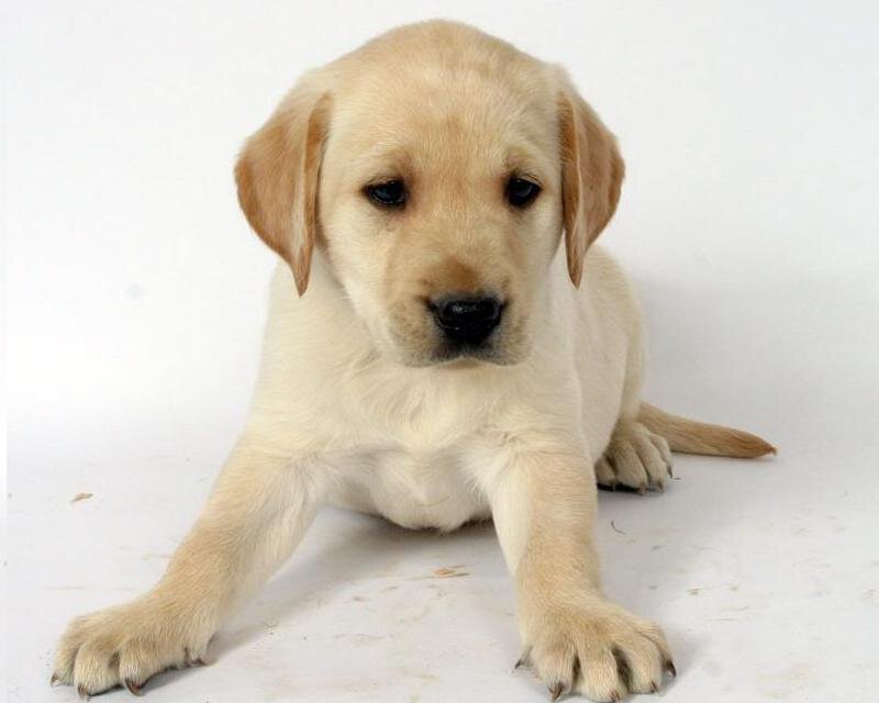 Yellow Lab Puppy — Cream, Neutral