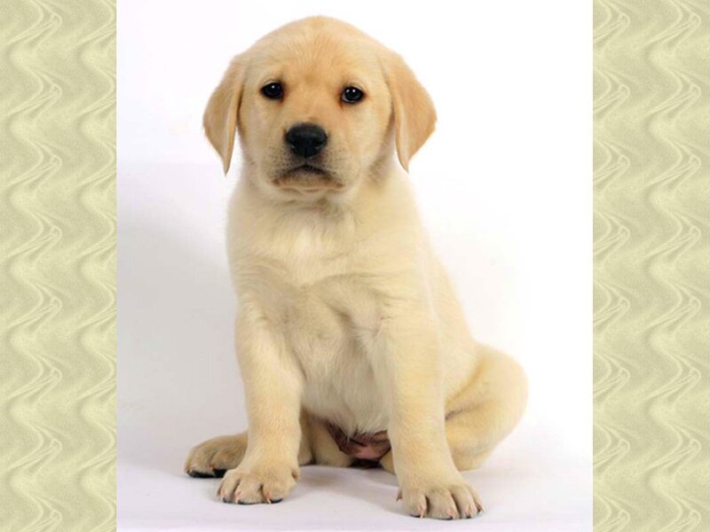 Yellow Lab Puppy — Cream