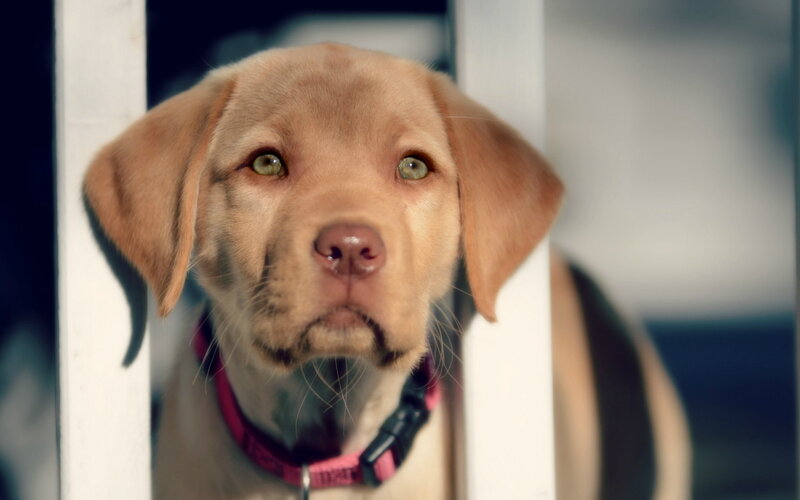 Yellow Lab Puppy — Curious, Photograph, Collar