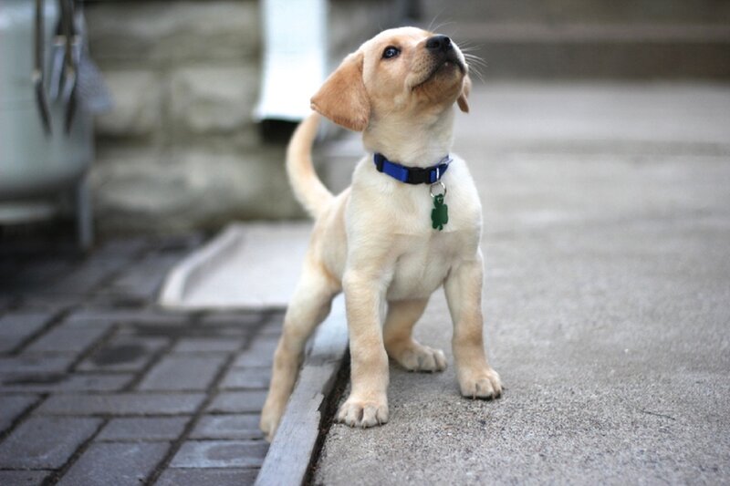 Yellow Lab Puppy — Curious, Photograph