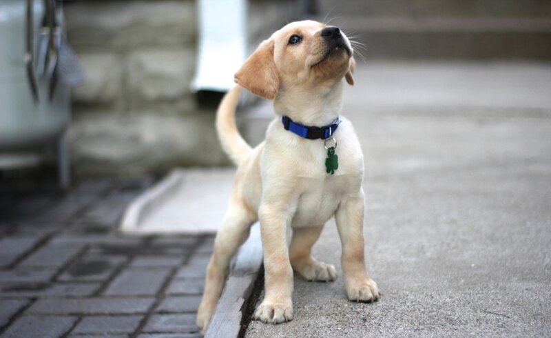 Yellow Lab Puppy — Curious