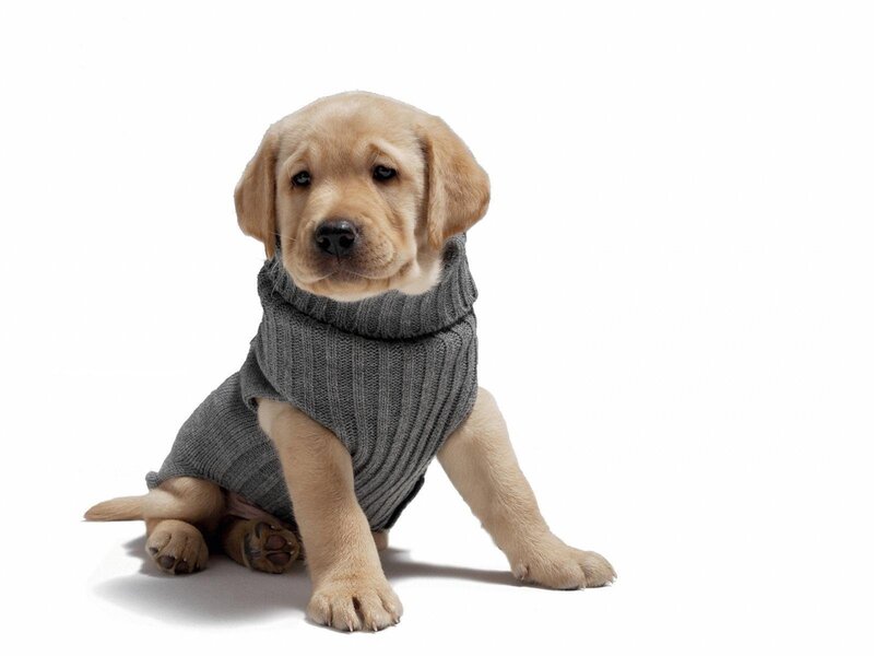 Yellow Lab Puppy — Gray