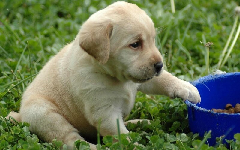 Yellow Lab Puppy — Green, Calm, Afternoon, Photograph, Grass, Blue Bowl, Dog Food