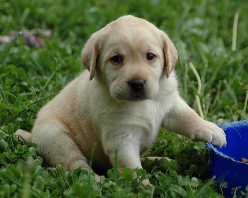 Yellow Lab Puppy — Green, Calm, Afternoon, Photograph, Grass, Blue Bowl