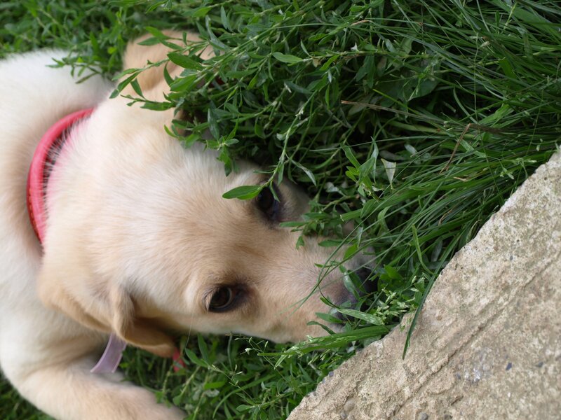 Yellow Lab Puppy — Green, Calm, Afternoon, Photograph, Grass, Collar