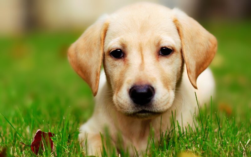 Yellow Lab Puppy — Green, Calm, Afternoon, Photograph, Grass, Leaf, Black