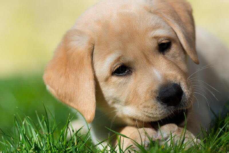 Yellow Lab Puppy — Green, Calm, Afternoon, Photograph, Grass, Paws