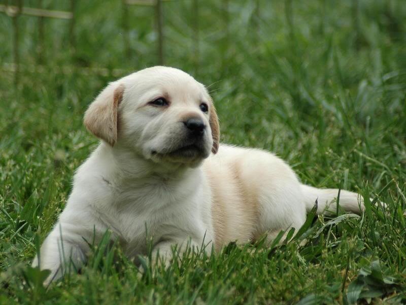 Yellow Lab Puppy — Green, Calm, Afternoon, Photograph, Grass