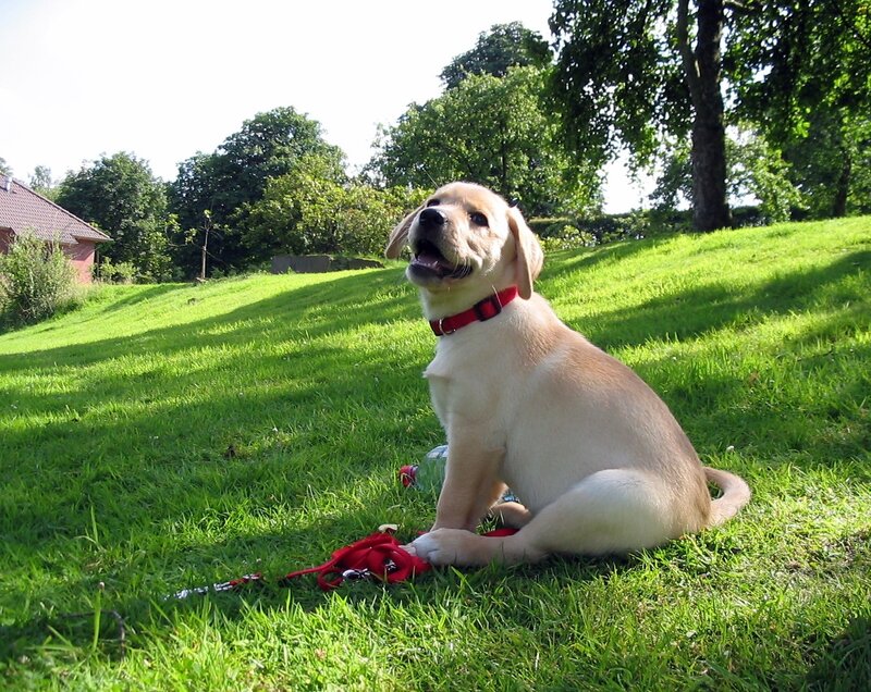 Yellow Lab Puppy — Green, Calm, Afternoon, Photograph