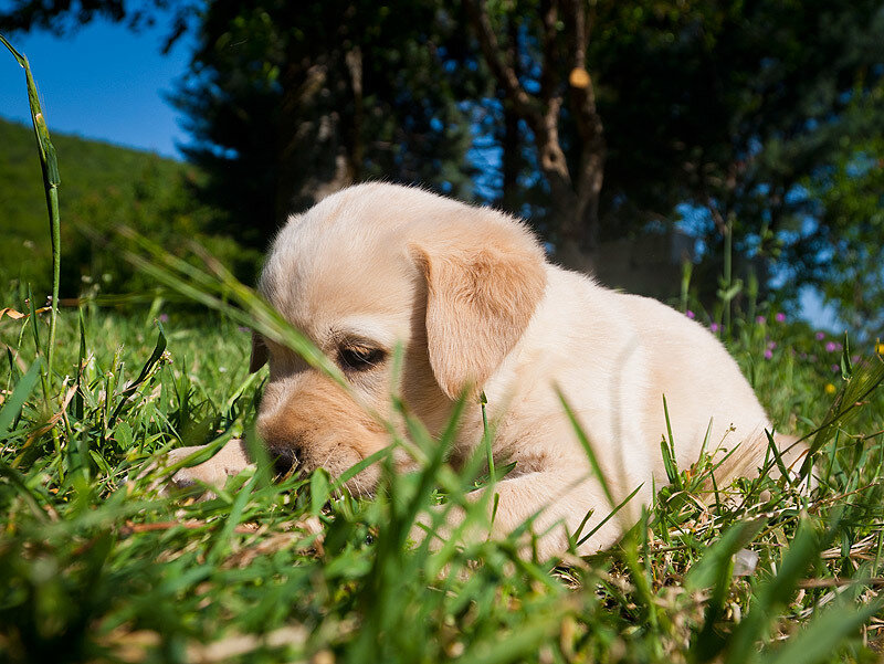 Yellow Lab Puppy — Green, Calm, Afternoon