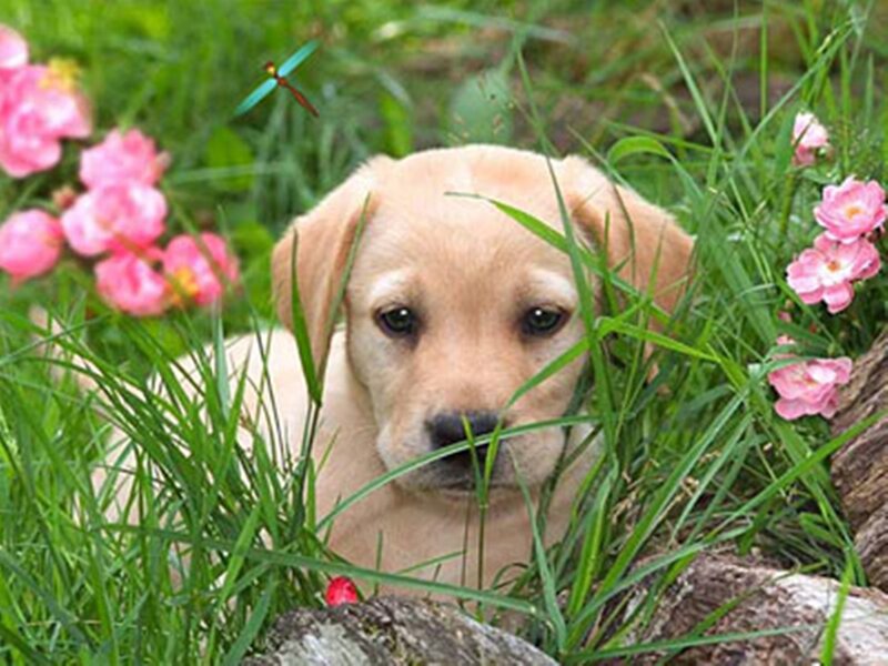 Yellow Lab Puppy — Green, Calm, Spring, Photograph
