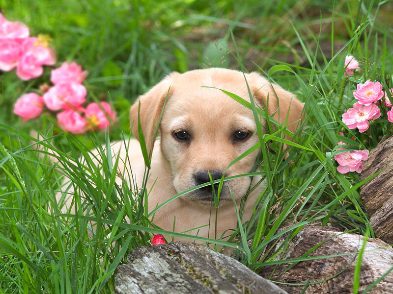 Yellow Lab Puppy — Green, Calm, Spring