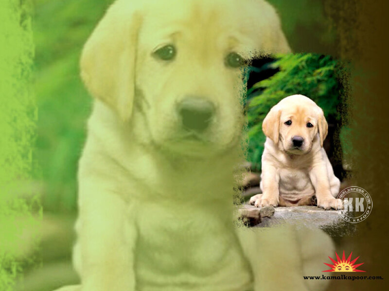 Yellow Lab Puppy — Green, Calm