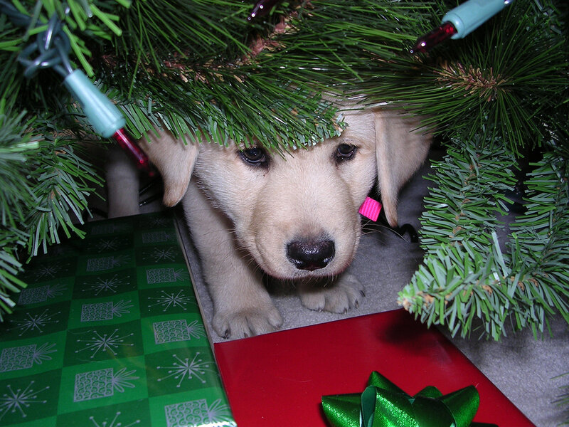 Yellow Lab Puppy — Green, Festive