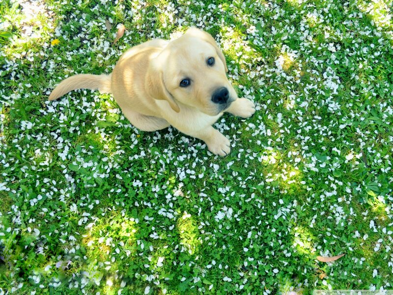 Yellow Lab Puppy — Green, Peaceful