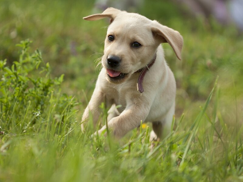 Yellow Lab Puppy — Green, Playful, Afternoon, Photograph, Grass