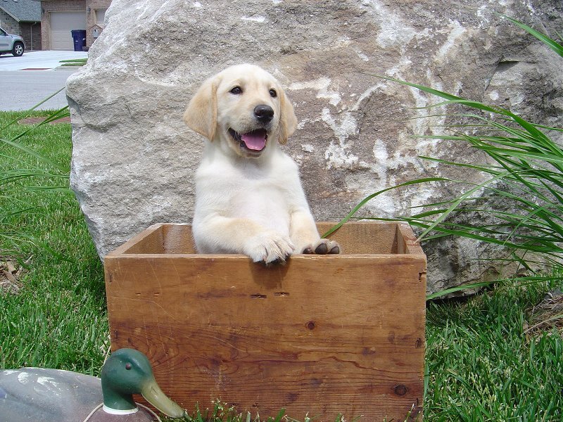 Yellow Lab Puppy — Green, Playful, Afternoon, Photograph