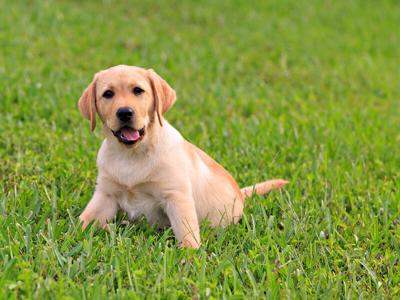 Yellow Lab Puppy — Green, Playful, Afternoon