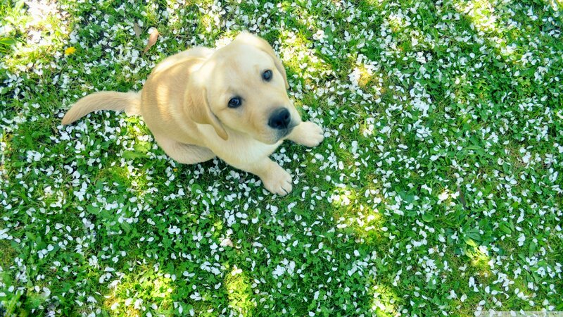 Yellow Lab Puppy — Green, Serene, Spring