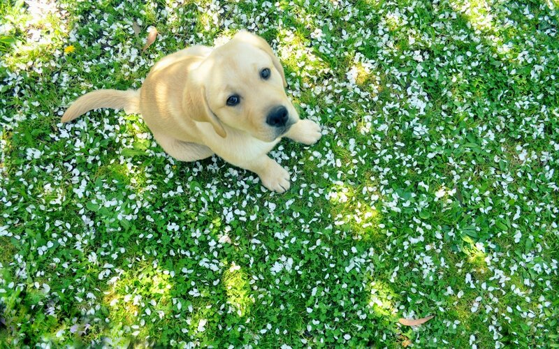 Yellow Lab Puppy — Green, Serene