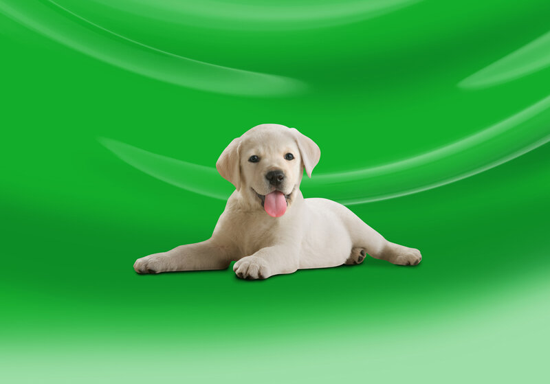 Yellow Lab Puppy — Green