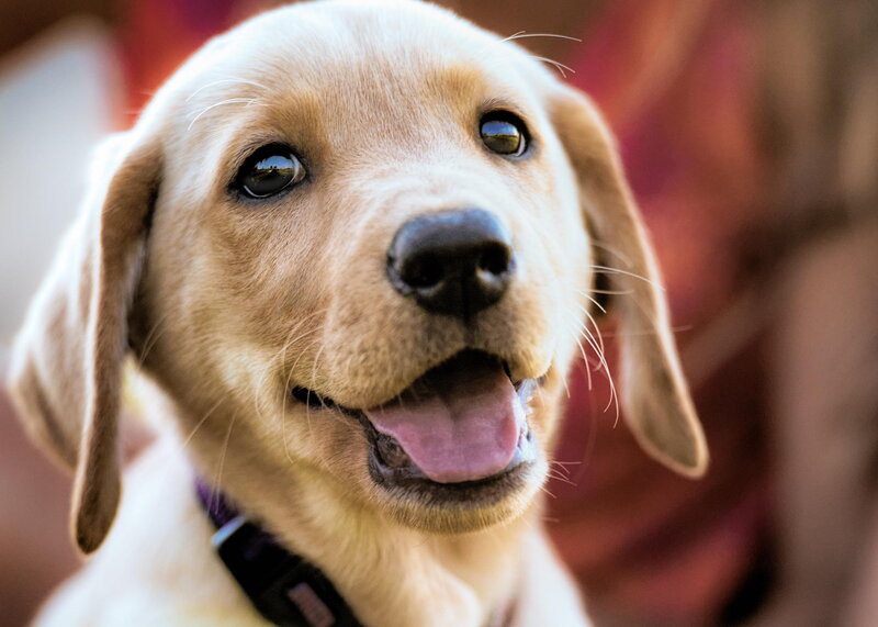 Yellow Lab Puppy — Happy, Afternoon, Photograph