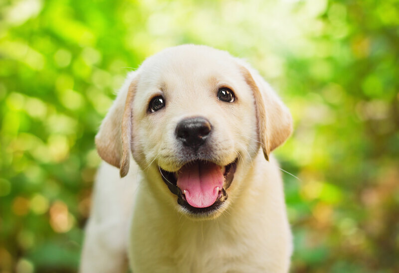 Yellow Lab Puppy — Happy, Afternoon