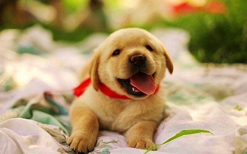 Yellow Lab Puppy — Happy