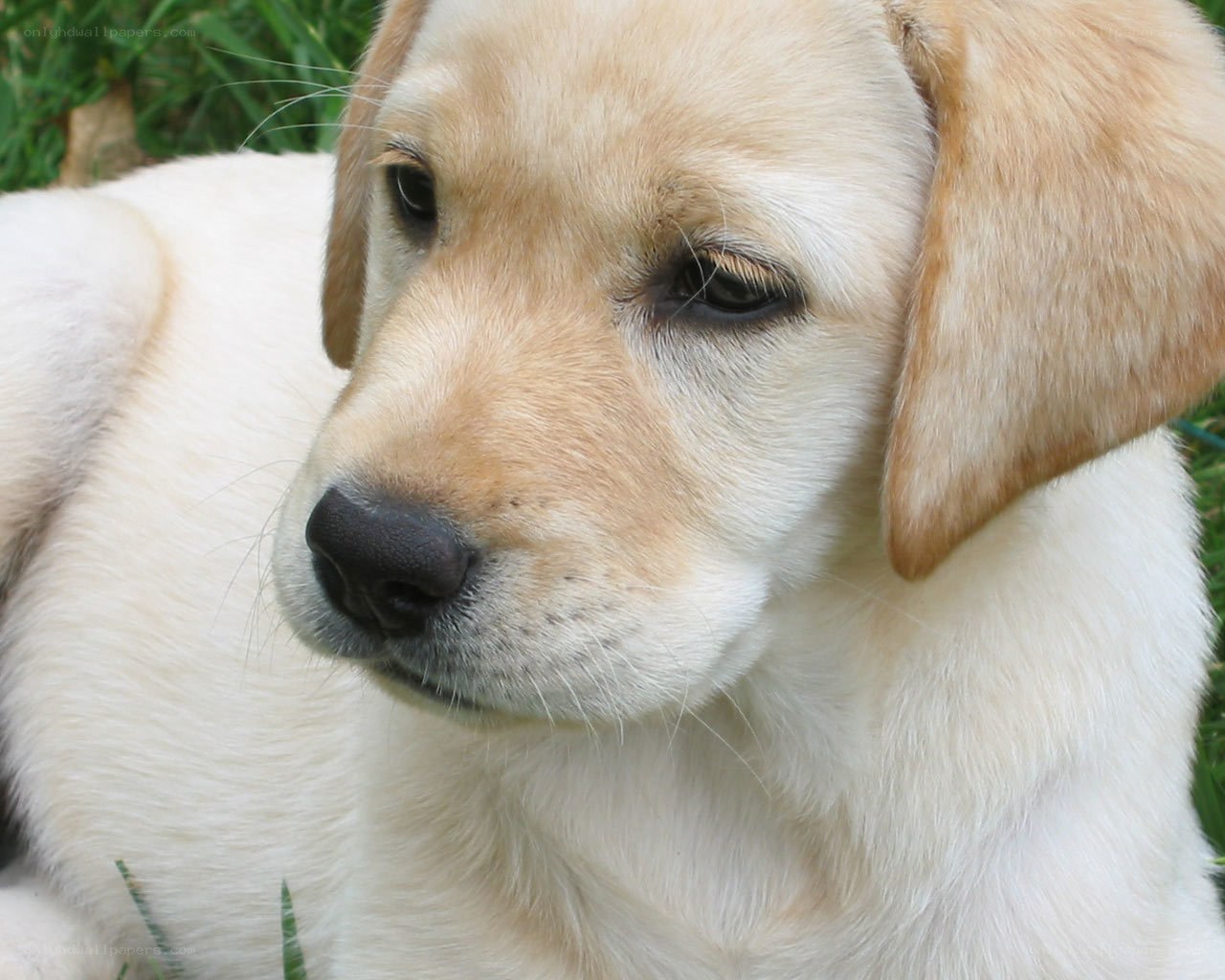 yellow lab puppy in grass