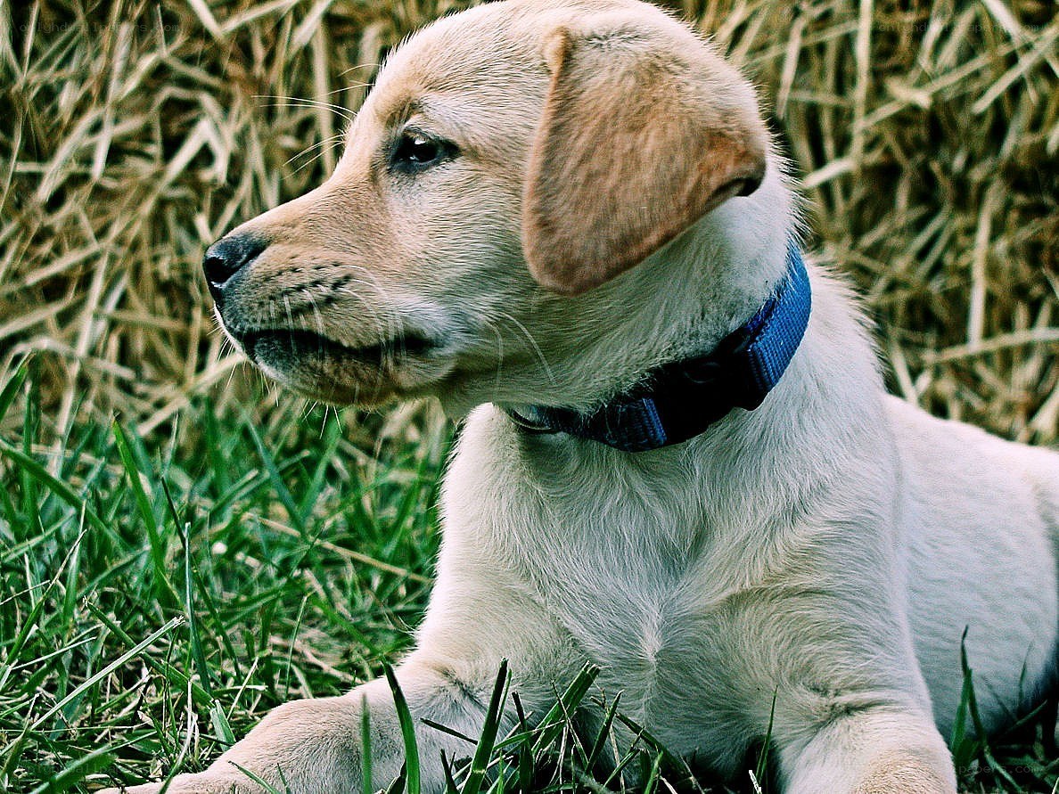 yellow lab puppy in grass